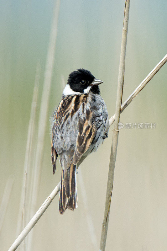 男性里德彩旗。Emberiza schoeniclus